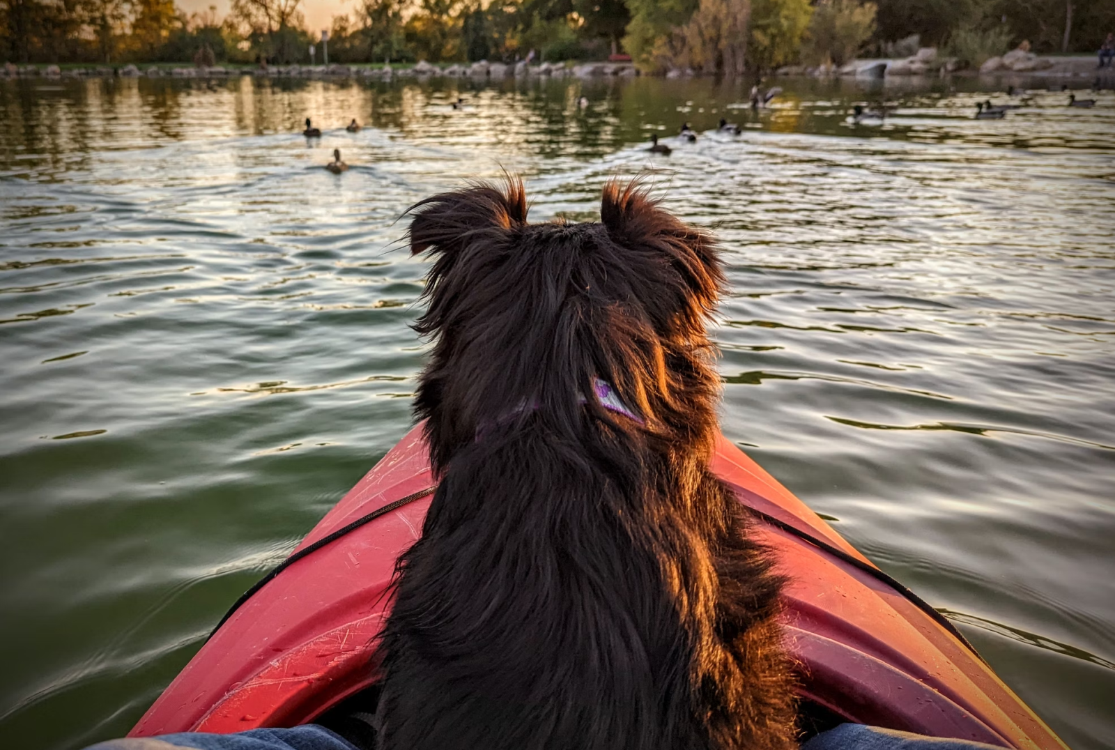 Dog sat on a kayak on a lake